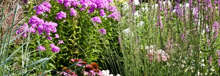 Blühende Stauden in einem Garten